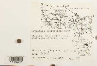 thumbnail image of current specimen