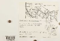 Frullania eboracensis image