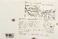 Frullania eboracensis image