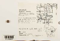 Frullania eboracensis image