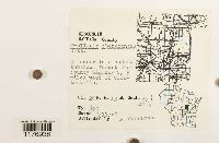 Frullania eboracensis image