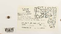 thumbnail image of current specimen