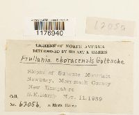 Frullania eboracensis image