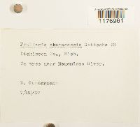 Frullania eboracensis image