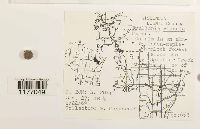 Frullania riparia image