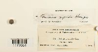thumbnail image of current specimen