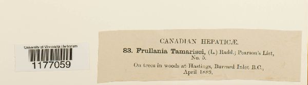 Frullania tamarisci image