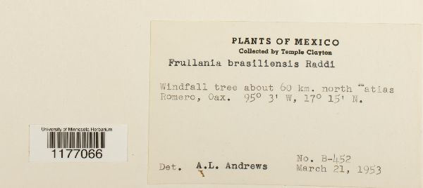 Frullania brasiliensis image