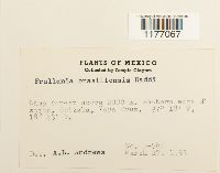 Frullania brasiliensis image