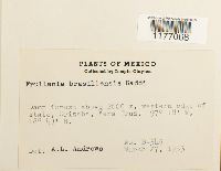 Frullania brasiliensis image