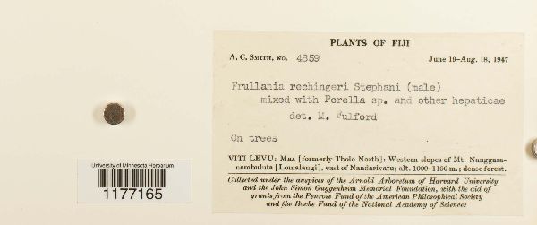 Frullania immersa image