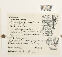 Geocalyx graveolens image