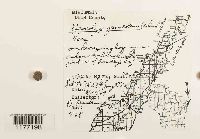 Geocalyx graveolens image