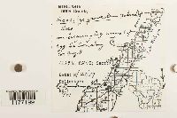 Geocalyx graveolens image