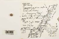 Geocalyx graveolens image