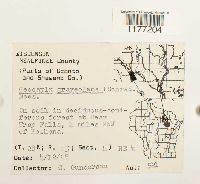 Geocalyx graveolens image