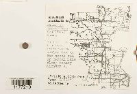 Geocalyx graveolens image