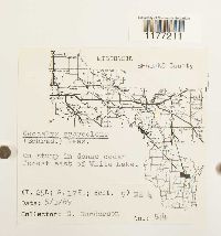 Geocalyx graveolens image