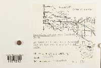 Geocalyx graveolens image