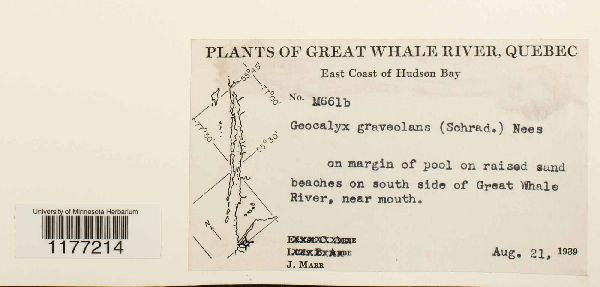 Geocalyx graveolens image