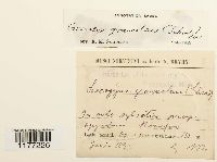 Geocalyx graveolens image