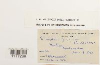 Mannia fragrans image