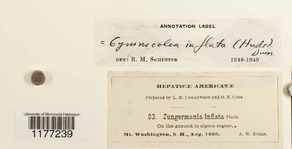 Gymnocolea inflata image