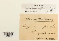 Gymnocolea inflata image