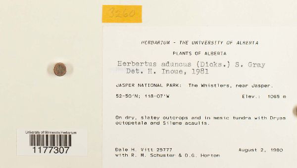 Herbertus aduncus image