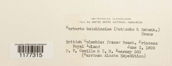 Herbertus hutchinsiae image