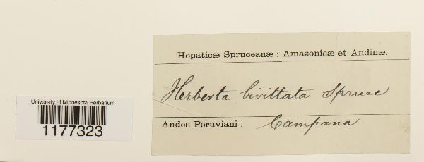 Herbertus bivittatus image