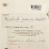 Herbertus gracilis image