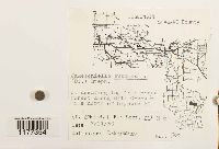 Jamesoniella autumnalis image