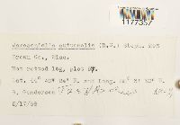 Jamesoniella autumnalis image