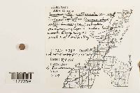 Jamesoniella autumnalis image