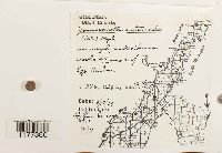 Jamesoniella autumnalis image