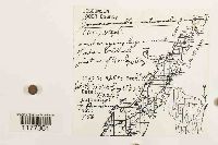 Jamesoniella autumnalis image