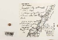 Jamesoniella autumnalis image