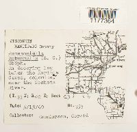 Jamesoniella autumnalis image