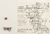 Jamesoniella autumnalis image