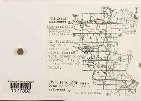 Jamesoniella autumnalis image