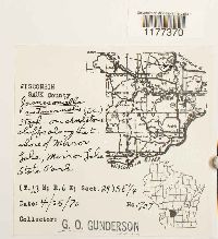 Jamesoniella autumnalis image