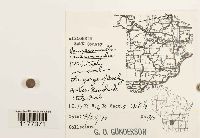 Jamesoniella autumnalis image