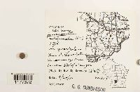 Jamesoniella autumnalis image