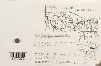 Jamesoniella autumnalis image