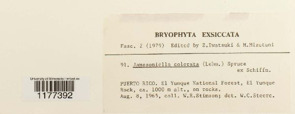 Syzygiella colorata image