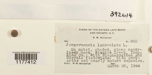 Liochlaena lanceolata image