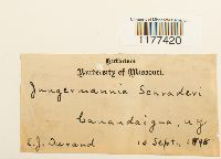 Jungermannia sehraderi image