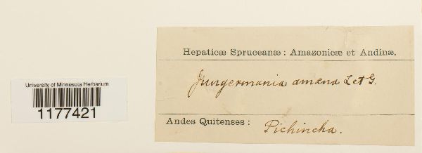 Solenostoma amoenum image