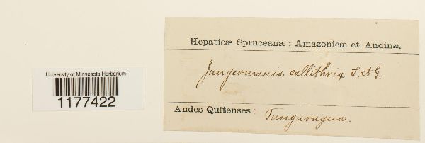 Solenostoma callithrix image